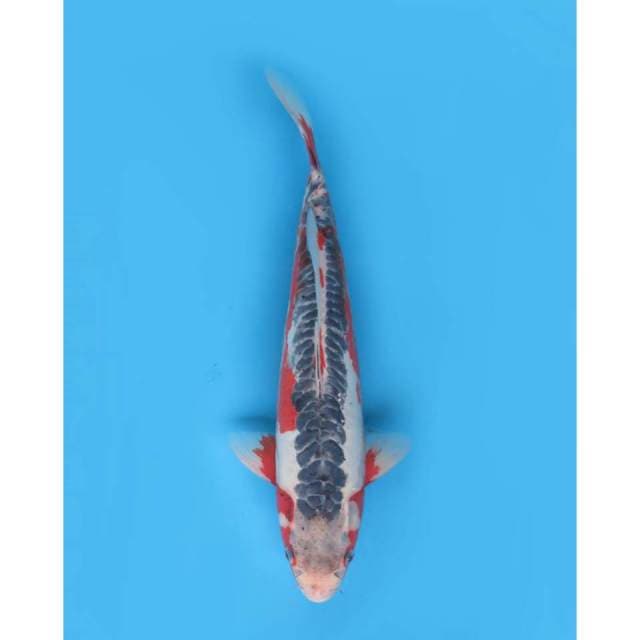 Jumbo Shusui F1, 50cm
