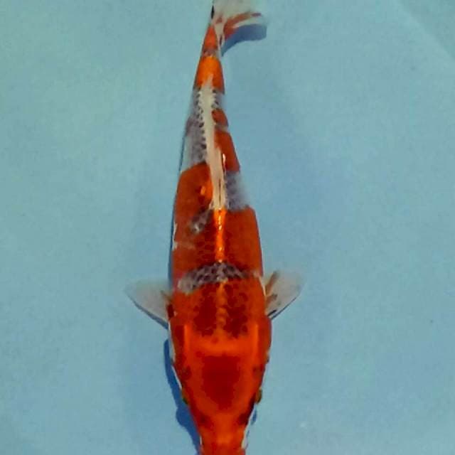Ghosiki 36cm fm