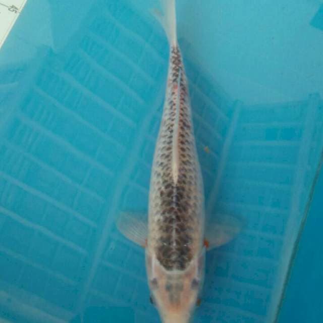 Asagi, 34cm