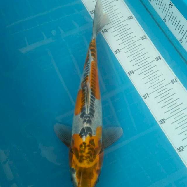 Kujaku doitshu, 33cm