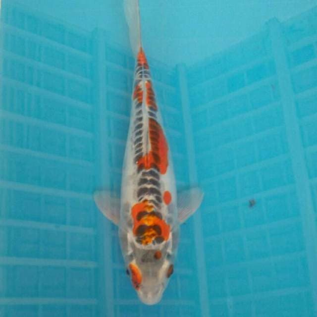 Platinum, 31cm