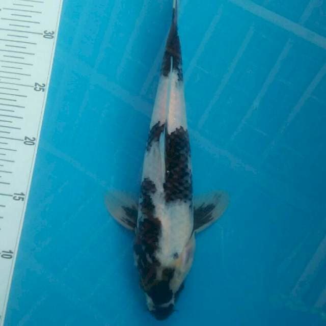 Shiro,29cm