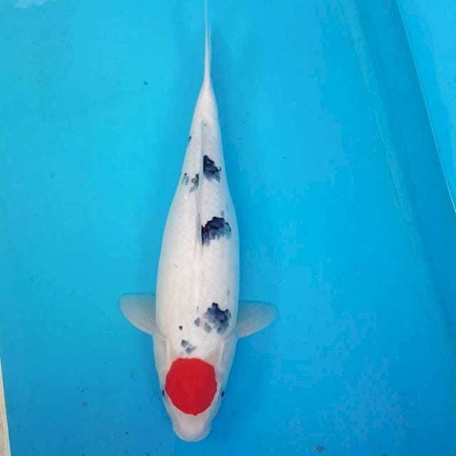 TANCHO SANKE ORIGINAL 38CM