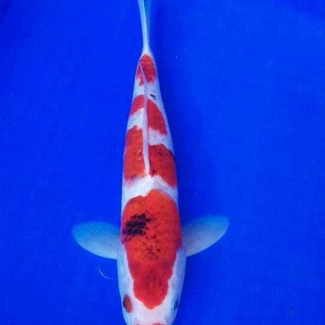 Koromo showa 35 cm