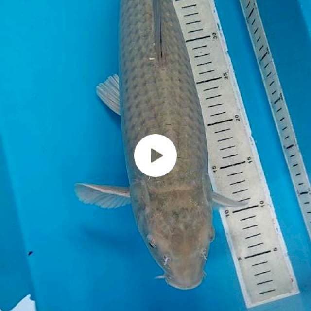 Soragoi 50cm