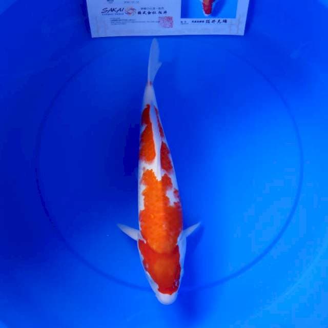 Kohaku import lengkap serty