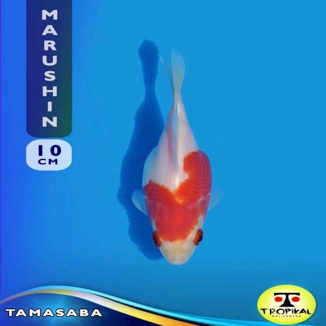Tamasaba (Marushin Farm) 10cm. Import & Breeder Sertifikat