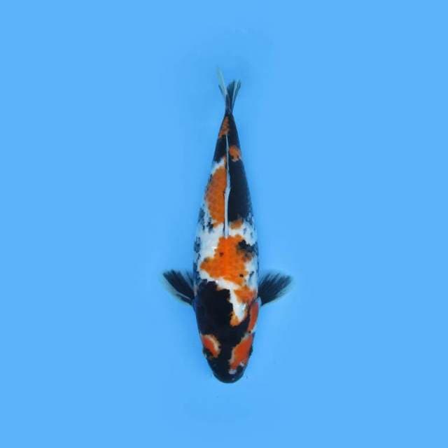 HACHIWARE-SHOWA SANSHOKU JUMBO TOSAI