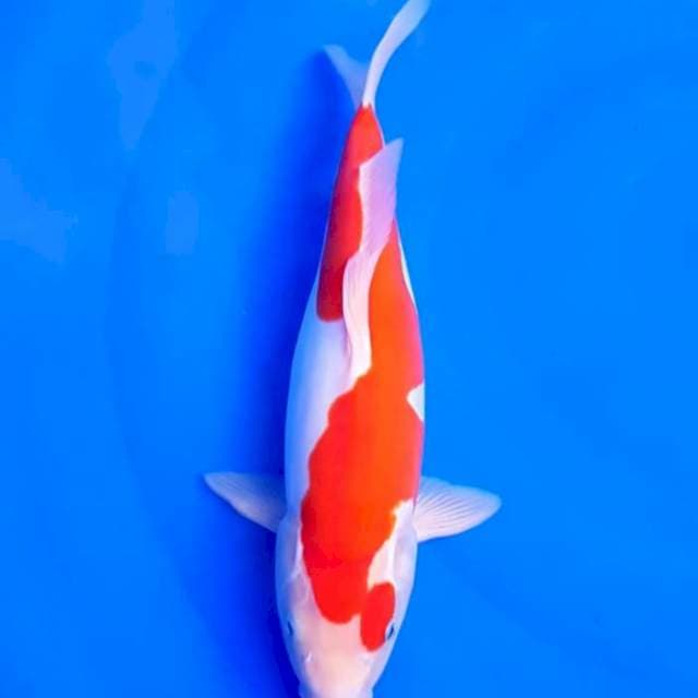 Kohaku Doitsu F1