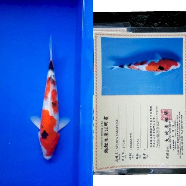 Showa import marusei