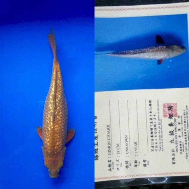 Chagoi gingrin import