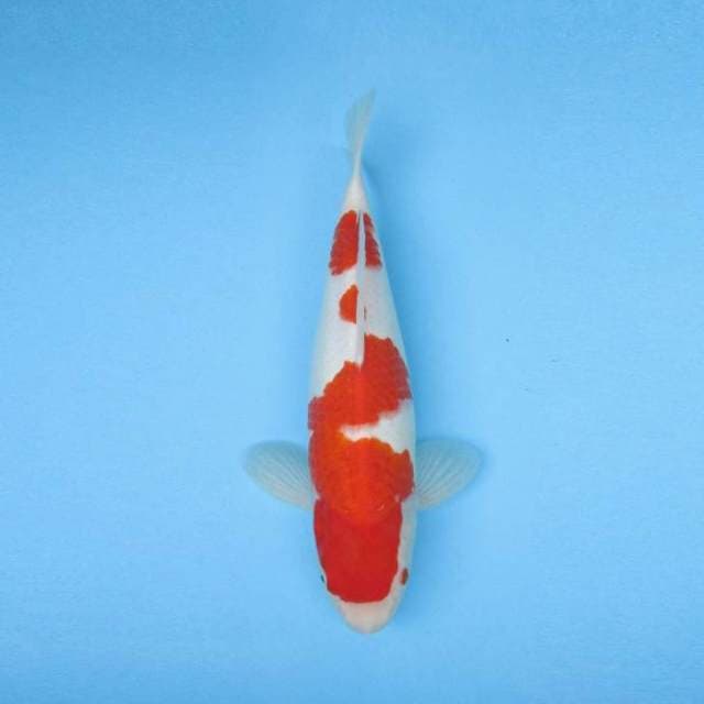 KOHAKU F1-JUMBO TOSAI GOOD BODY
