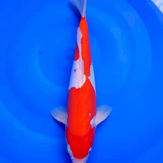 KOHAKU DOITSU F1