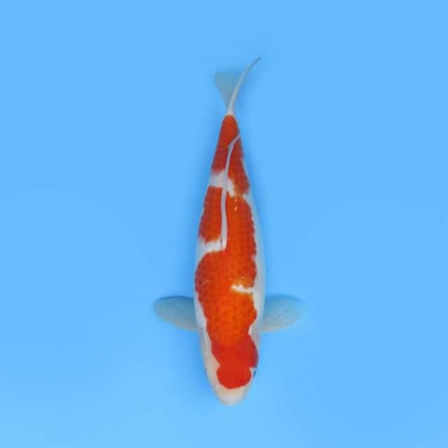 INAZUMA KOHAKU - JUMBO TOSAI BULKY
