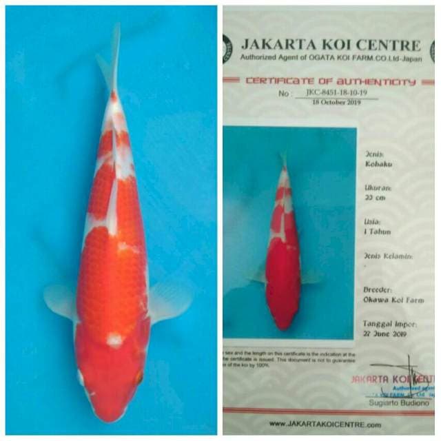 Okawa Menkaburi Kohaku