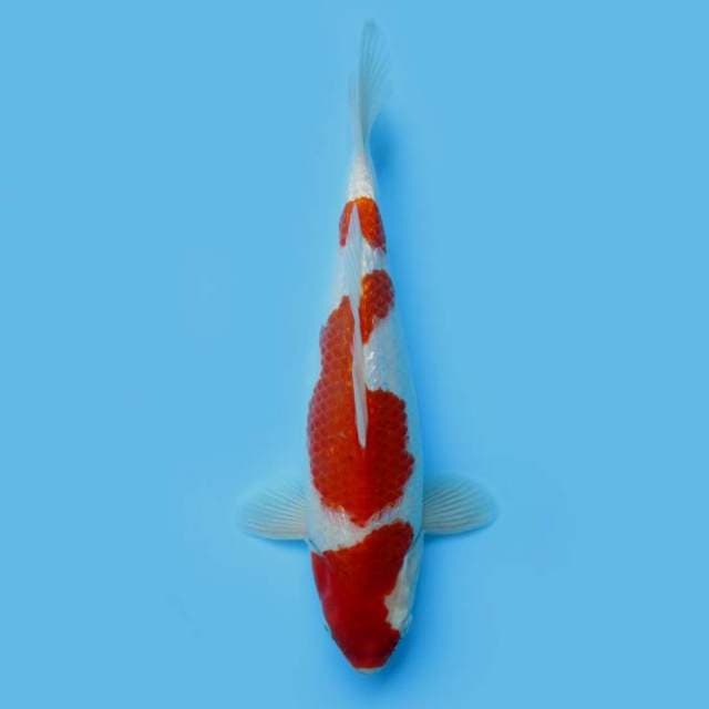 FULL GINRIN KOHAKU - JUMBO TOSAI MALE BERPUNUK