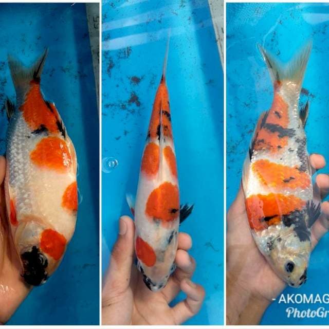 F2 omosako punuk