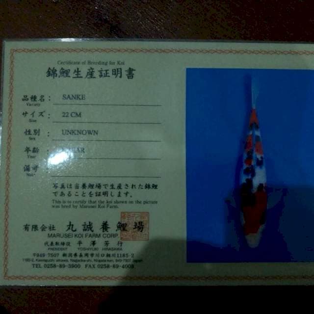 Sanke (Marusei Farm) 22cm. Import & Breeder Sertifikat