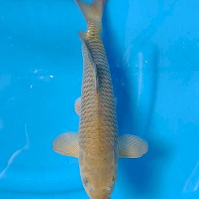 Chagoi (Marusei Sertifikat, Import) 31cm Female