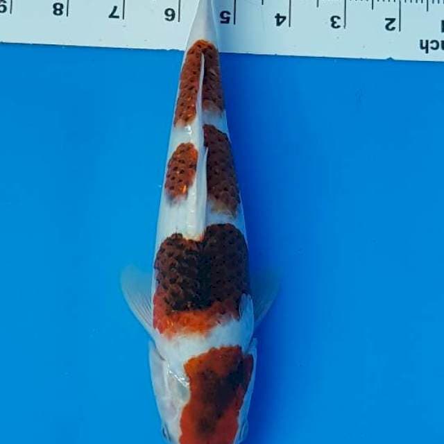 GOROMO 26CM