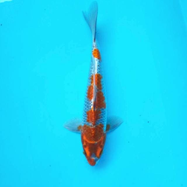 1. Kawari #27cm