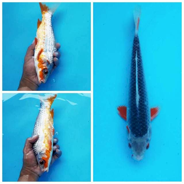 5. Asagi Mantap #27cm