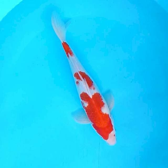 7. Kohaku Mantap #32cm