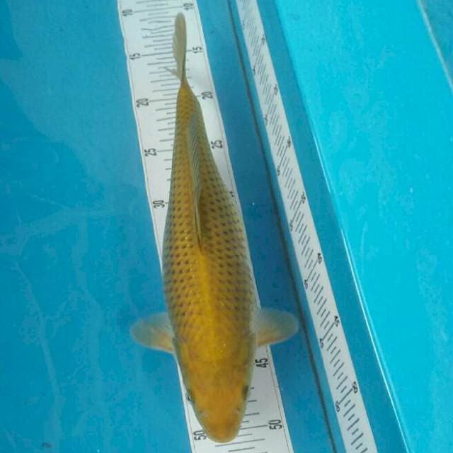 Chagoi, 35cm