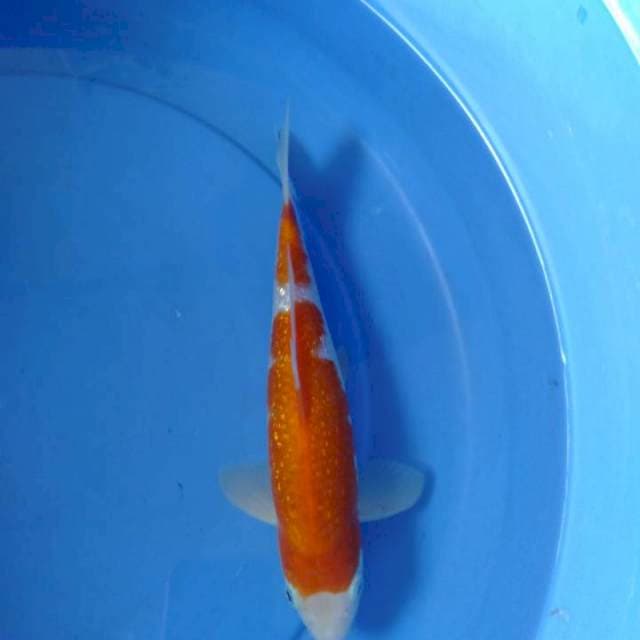 Kohaku F1 Good one koi farm