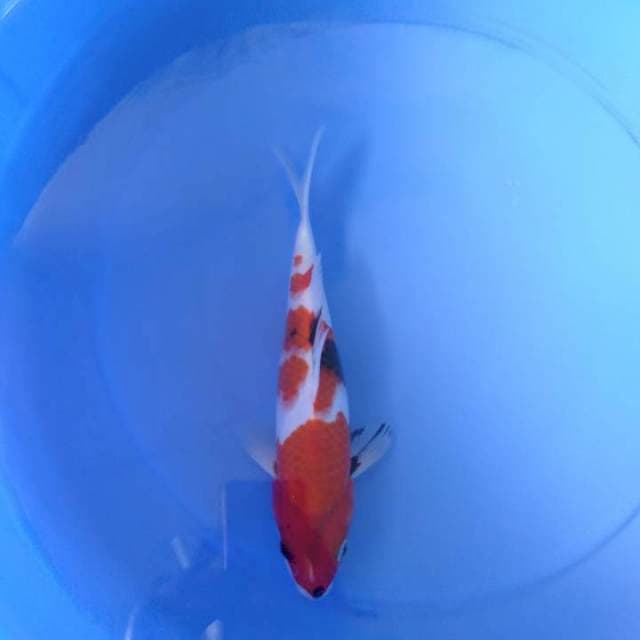 Showa F1 Good One koi farm