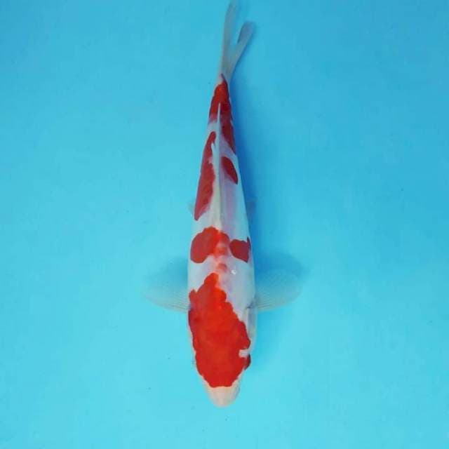 SAITAMA 18 - KOHAKU DOITSU ®