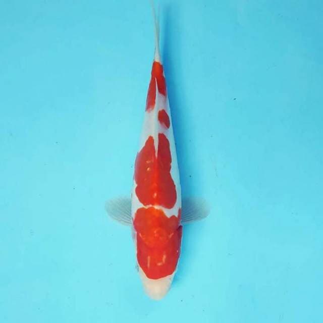 SAITAMA 19 - KOHAKU DOITSU ®