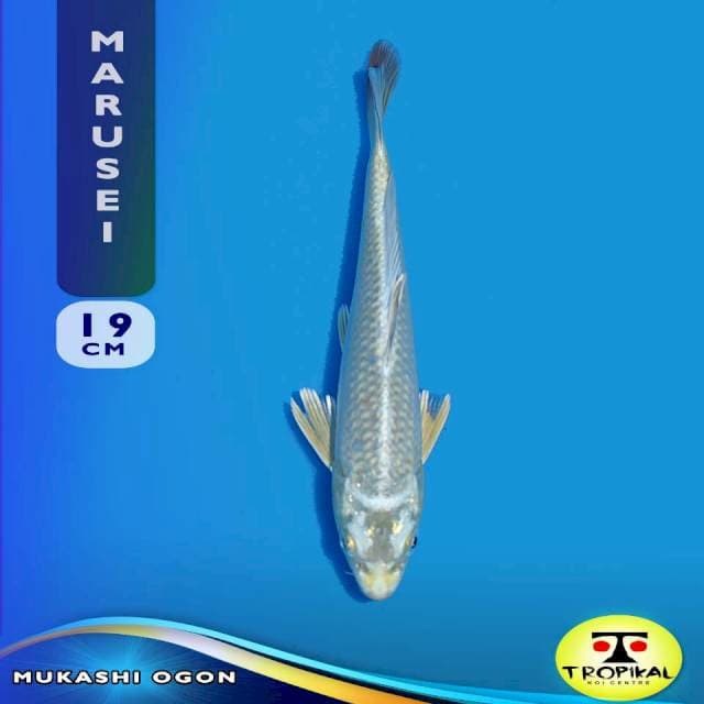 Mukashi Ogon (Marusei Farm) 19cm. Import & Breeder Sertifikat