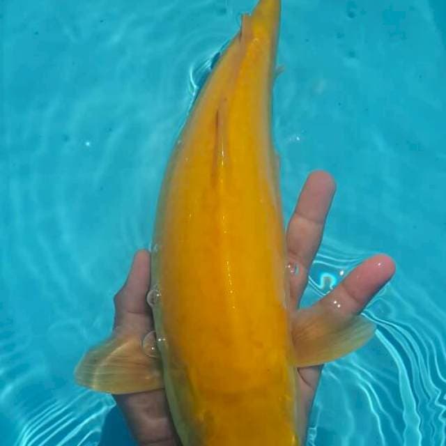 karasi 42 cm