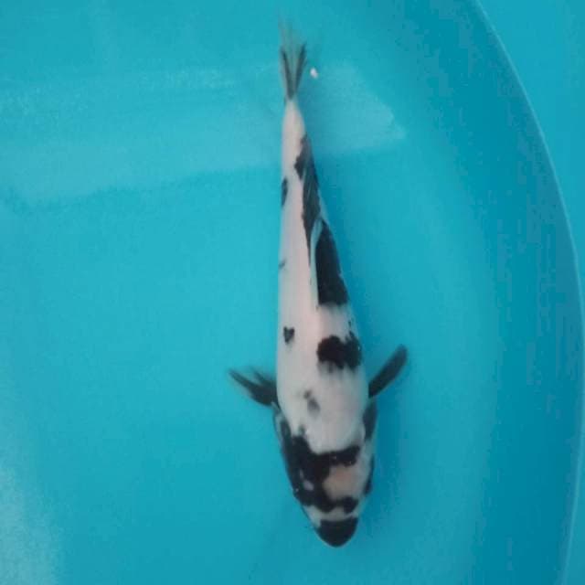 Shiro 26cm