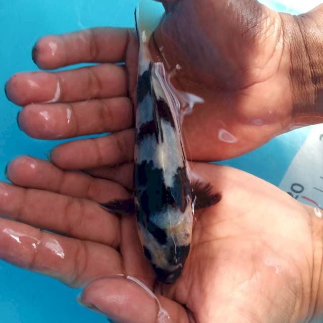 Shiro 17cm