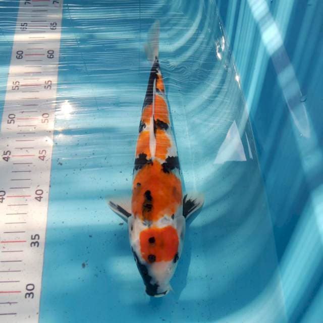 Showa 33cm