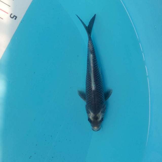 Kabuto 17cm