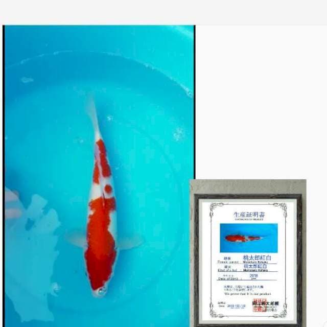 kohaku import momotaro serty 40bu