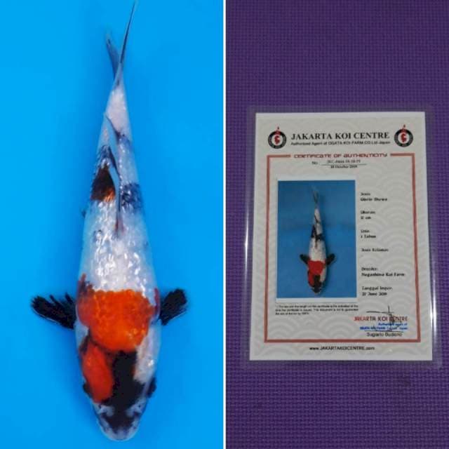 Nagashima ginrin showa 17cm