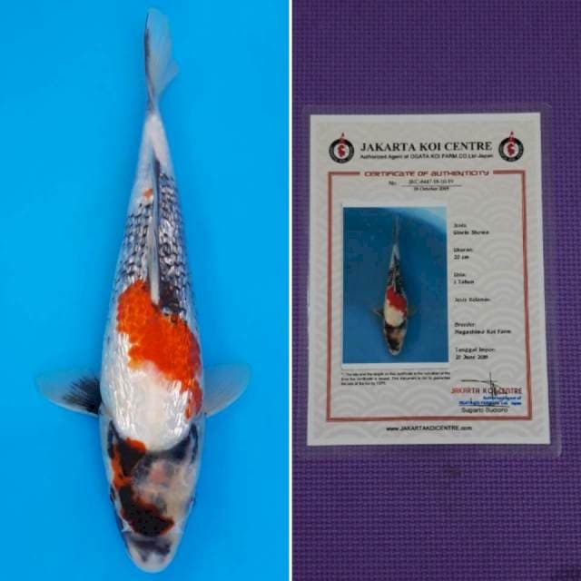 Nagashima ginrin showa 27cm