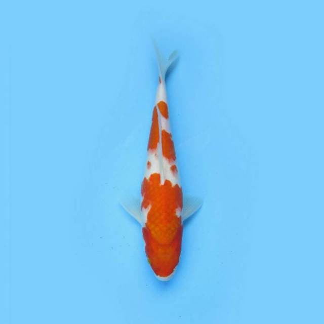 BKS ( KOHAKU 31 CM )
