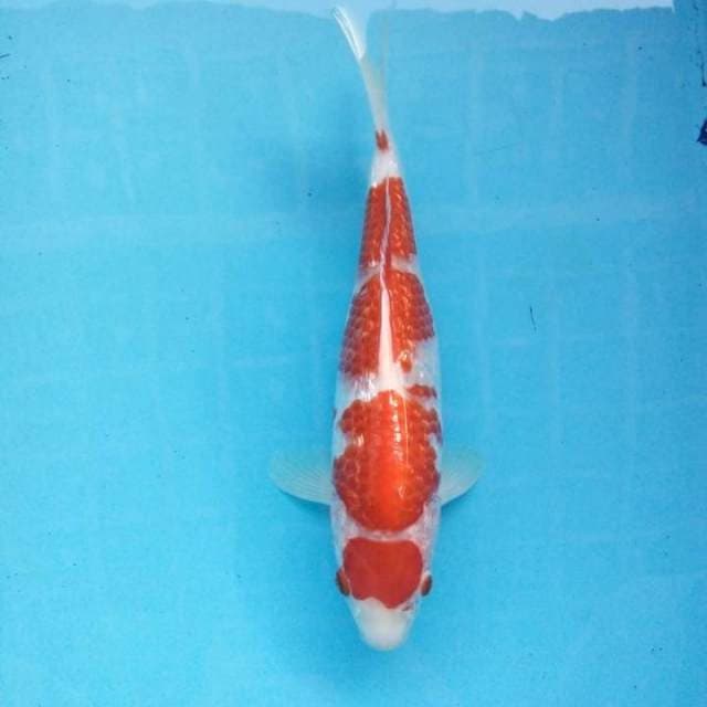 Kohaku gindrin