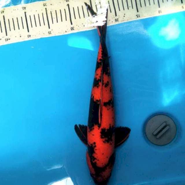 Super Red Hiu 39cm / Male