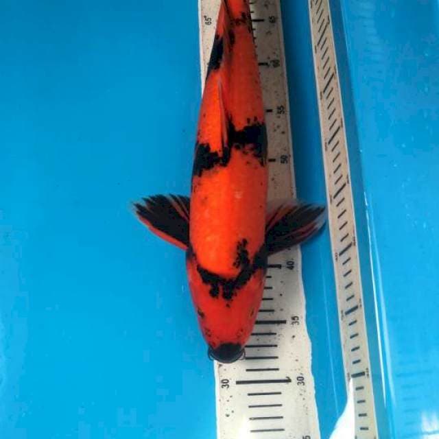 Hiu Medium skin 40cm / Male