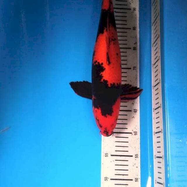 Black Red Hiu 41cm / Male
