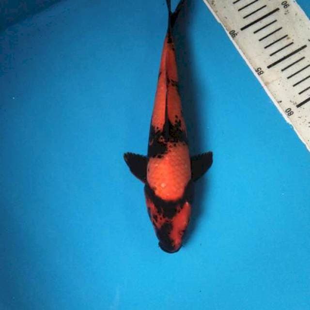 Black wings Hiu 26cm / Male