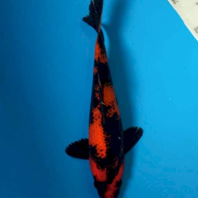 Flash patern Hiu 25cm / Male