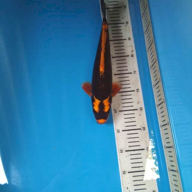 Ki Kabuto 34cm / Male