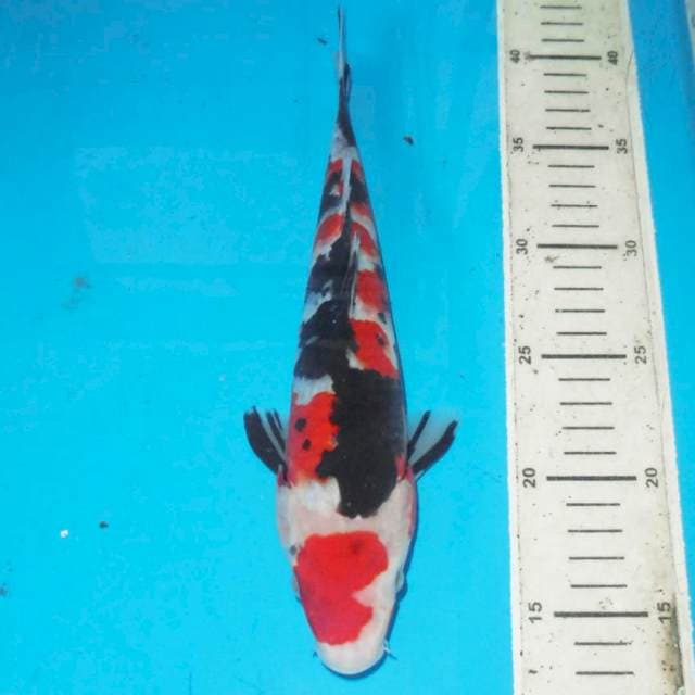 Showa 29 cm
